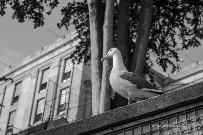 Alcatraz (1 of 1)-5