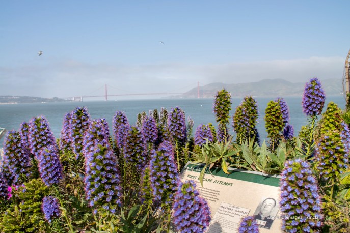 Alcatraz49